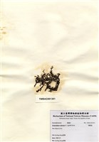 藏品(網胰藻)的圖片